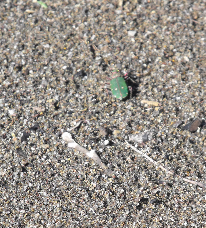 Cicindela maremmana da id: Cicindela campestris